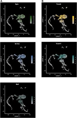 Transcriptional Control of Gene Expression and the Heterogeneous Cellular Identity of Erythroblastic Island Macrophages